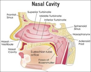 Detailed nasal cavity image.